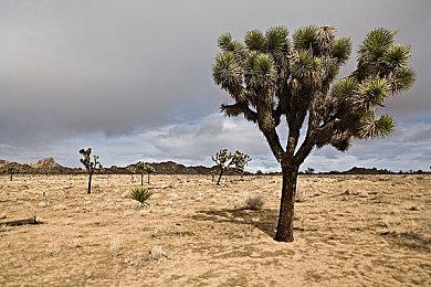 传《神鬼寓言》最近才全面开发 玩法类似《巫师》